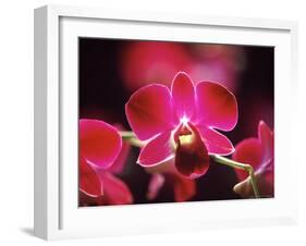 Orchid, Malaysia-Michele Molinari-Framed Photographic Print