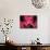 Orchid, Malaysia-Michele Molinari-Photographic Print displayed on a wall