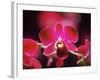 Orchid, Malaysia-Michele Molinari-Framed Photographic Print