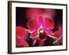 Orchid, Malaysia-Michele Molinari-Framed Photographic Print