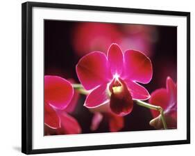 Orchid, Malaysia-Michele Molinari-Framed Photographic Print