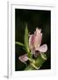 Orchid Mantis (Hymenopus Coronatus), captive, Malaysia, Southeast Asia, Asia-Janette Hill-Framed Photographic Print