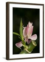 Orchid Mantis (Hymenopus Coronatus), captive, Malaysia, Southeast Asia, Asia-Janette Hill-Framed Photographic Print