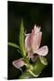 Orchid Mantis (Hymenopus Coronatus), captive, Malaysia, Southeast Asia, Asia-Janette Hill-Mounted Photographic Print