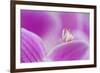 Orchid mantis on Phalenopsis orchid-Edwin Giesbers-Framed Photographic Print