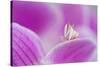 Orchid mantis on Phalenopsis orchid-Edwin Giesbers-Stretched Canvas