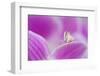 Orchid mantis on Phalenopsis orchid-Edwin Giesbers-Framed Photographic Print