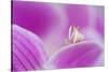 Orchid mantis on Phalenopsis orchid-Edwin Giesbers-Stretched Canvas