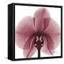 Orchid Marcela-Albert Koetsier-Framed Stretched Canvas