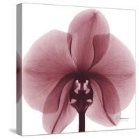 Orchid Marcela-Albert Koetsier-Stretched Canvas