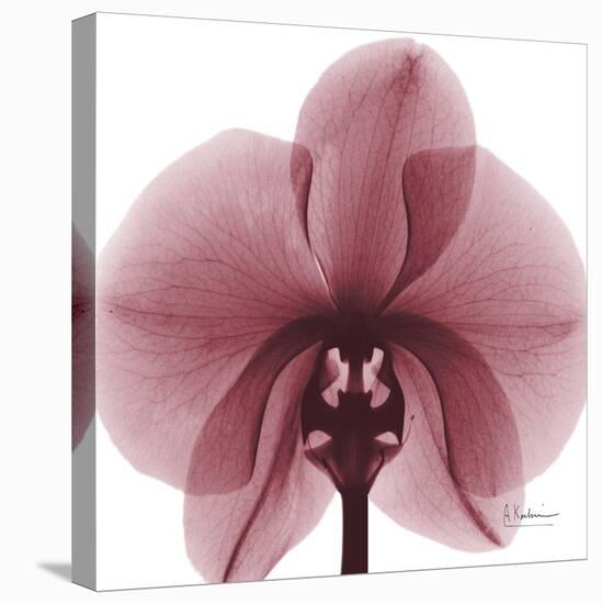 Orchid Marcela-Albert Koetsier-Stretched Canvas