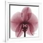 Orchid Marcela-Albert Koetsier-Framed Art Print