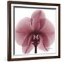 Orchid Marcela-Albert Koetsier-Framed Art Print