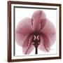 Orchid Marcela-Albert Koetsier-Framed Art Print