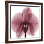 Orchid Marcela-Albert Koetsier-Framed Art Print