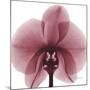 Orchid Marcela-Albert Koetsier-Mounted Art Print