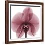 Orchid Marcela-Albert Koetsier-Framed Art Print