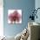 Orchid Marcela-Albert Koetsier-Premium Giclee Print displayed on a wall