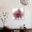 Orchid Marcela-Albert Koetsier-Premium Giclee Print displayed on a wall