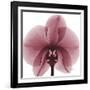 Orchid Marcela-Albert Koetsier-Framed Premium Giclee Print