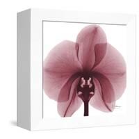 Orchid Marcela-Albert Koetsier-Framed Stretched Canvas