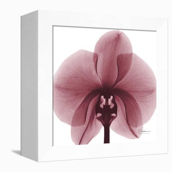 Orchid Marcela-Albert Koetsier-Framed Stretched Canvas