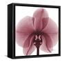 Orchid Marcela-Albert Koetsier-Framed Stretched Canvas