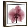 Orchid Marcela-Albert Koetsier-Framed Art Print