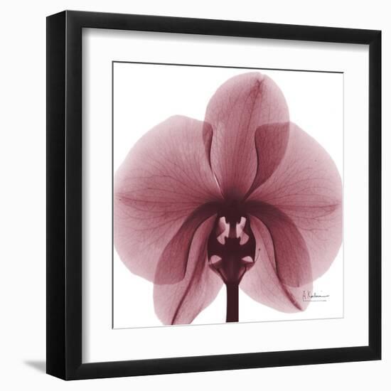 Orchid Marcela-Albert Koetsier-Framed Art Print