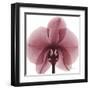 Orchid Marcela-Albert Koetsier-Framed Art Print