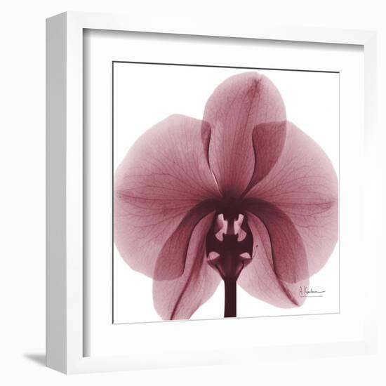 Orchid Marcela-Albert Koetsier-Framed Art Print