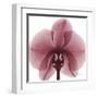 Orchid Marcela-Albert Koetsier-Framed Art Print