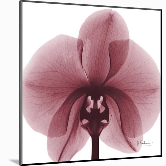 Orchid Marcela-Albert Koetsier-Mounted Art Print