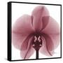 Orchid Marcela-Albert Koetsier-Framed Stretched Canvas