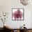 Orchid Marcela-Albert Koetsier-Framed Stretched Canvas displayed on a wall