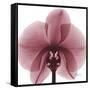 Orchid Marcela-Albert Koetsier-Framed Stretched Canvas