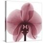 Orchid Marcela-Albert Koetsier-Stretched Canvas