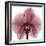 Orchid Marcela-Albert Koetsier-Framed Art Print