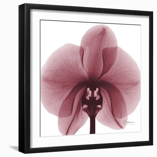 Orchid Marcela-Albert Koetsier-Framed Art Print