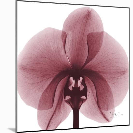 Orchid Marcela-Albert Koetsier-Mounted Art Print