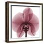 Orchid Marcela-Albert Koetsier-Framed Premium Giclee Print