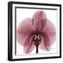 Orchid Marcela-Albert Koetsier-Framed Premium Giclee Print