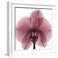 Orchid Marcela-Albert Koetsier-Framed Premium Giclee Print