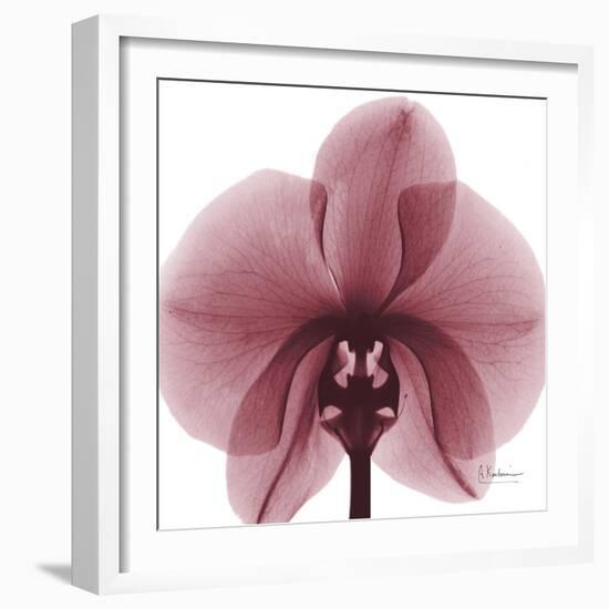 Orchid Marcela-Albert Koetsier-Framed Premium Giclee Print