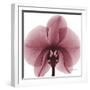 Orchid Marcela-Albert Koetsier-Framed Premium Giclee Print