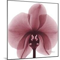 Orchid Marcela-Albert Koetsier-Mounted Premium Giclee Print