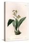 Orchid: Maxillary a Bunches - Engraved Board by S.Watts, from an Illustration by Sarah Anne Drake (-Sydenham Teast Edwards-Stretched Canvas