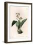 Orchid: Maxillary a Bunches - Engraved Board by S.Watts, from an Illustration by Sarah Anne Drake (-Sydenham Teast Edwards-Framed Giclee Print