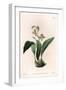 Orchid: Maxillary a Bunches - Engraved Board by S.Watts, from an Illustration by Sarah Anne Drake (-Sydenham Teast Edwards-Framed Giclee Print