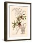 Orchid: Odontoglossum Hastilablum-null-Framed Art Print